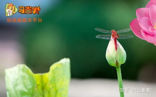 抖音爆料兰花油的视频,兰花油的神奇功效与使用方法